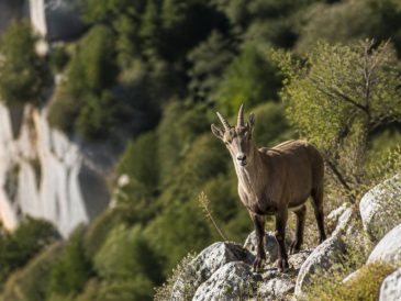 Observer la faune et la flore de l’ardèche en balade : sites, saisons et conseils