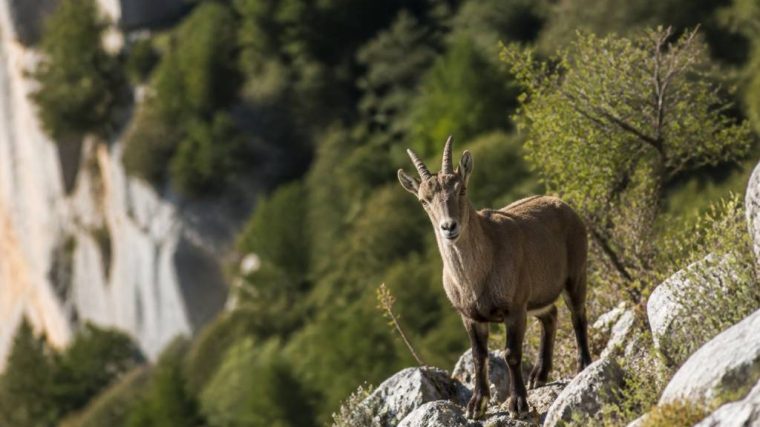 Observer la faune et la flore de l’ardèche en balade : sites, saisons et conseils