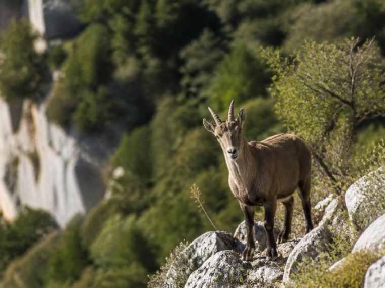 Observer la faune et la flore de l’ardèche en balade : sites, saisons et conseils