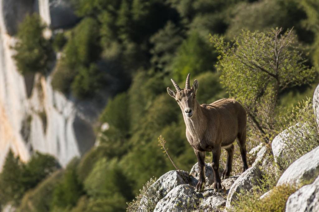 Observer la faune et la flore de l’ardèche en balade : sites, saisons et conseils